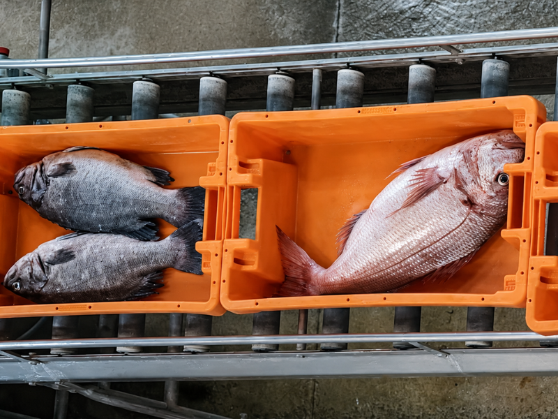 Pescado de calidad