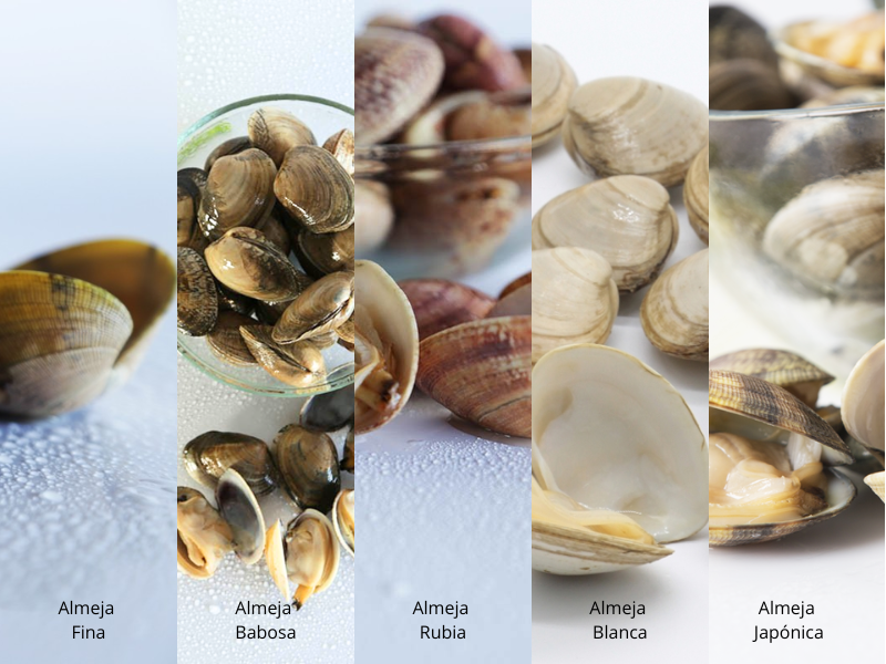Tipos de almejas