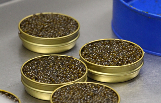Nueva marca Caviar Tibet
